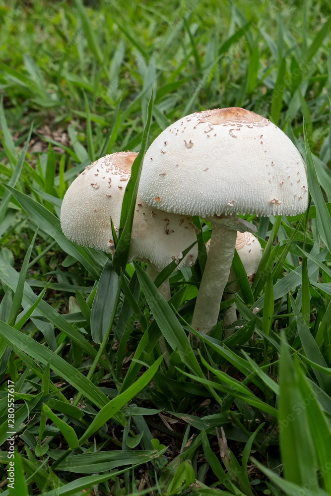 White fungi in grass near Kuranda in Tropical North Queensland, Australia White fungi in grass near Kuranda in Tropical North Queensland, Australia