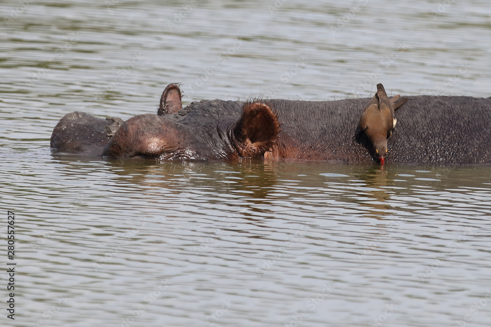 Flußpferd / Hippopotamus / Hippopotamus amphibius