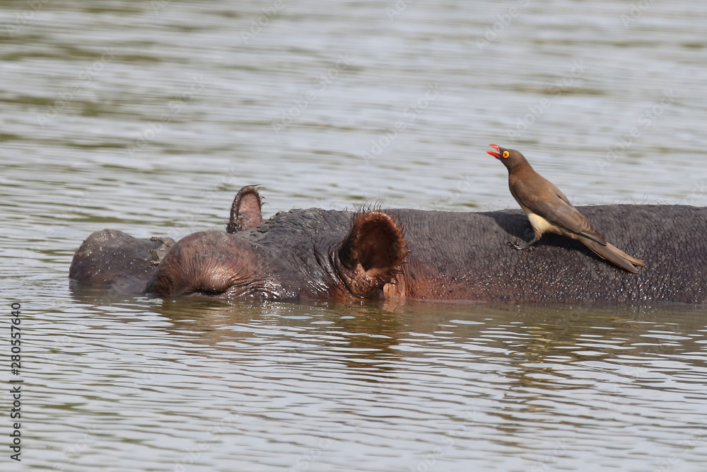 Fototapeta premium Flußpferd / Hippopotamus / Hippopotamus amphibius.