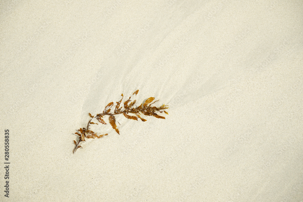 Tropical beach with white coral sand and calm wave with space for text background Tropical beach with white coral sand and calm wave with space for text background