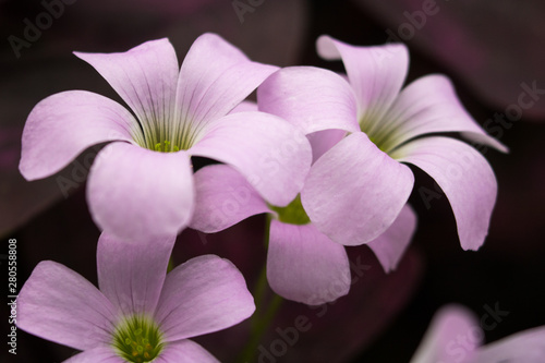 Fototapeta Naklejka Na Ścianę i Meble -  pink flower on green background