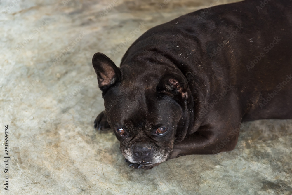 French bulldog lying on cement floor, cute dog.