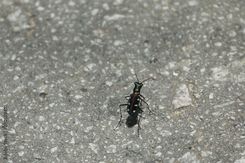 bug on the ground
