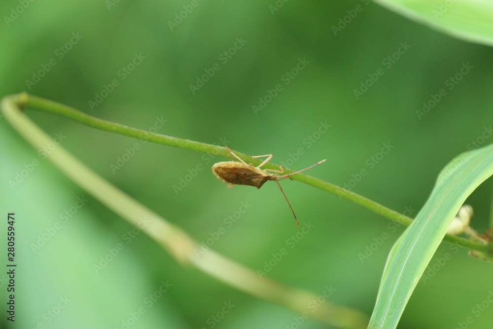 bug on a green leaf bug on a green leaf