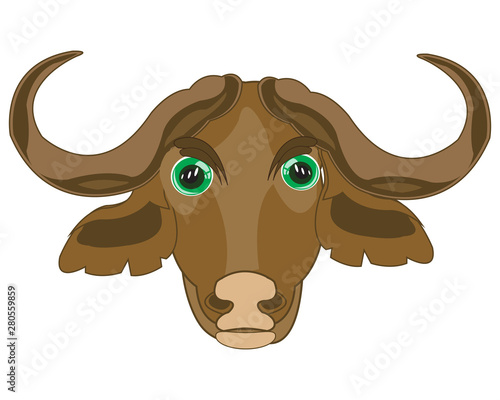 Head animal buffalo on white background is insulated