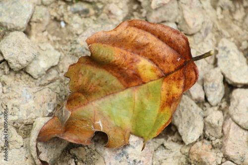 autumn leafs on ground