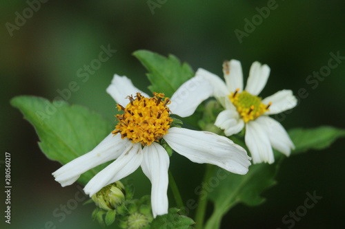 white flower