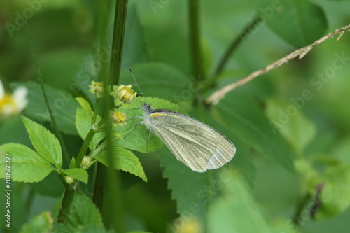butterfly on flower