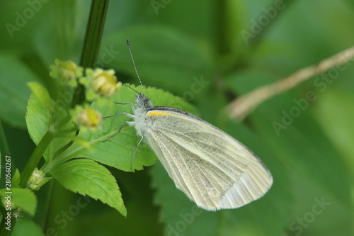 butterfly on a leaf