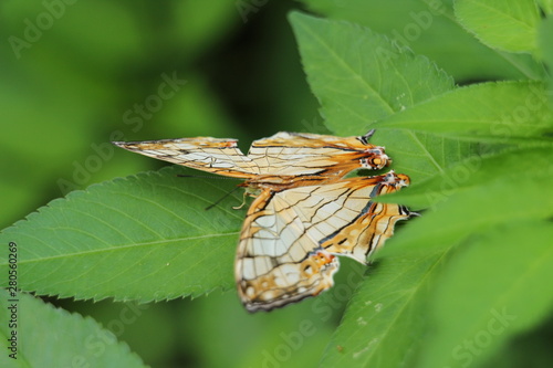 butterfly on a leaf