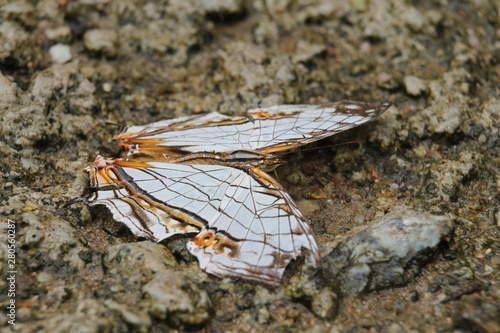 butterfly on ground
