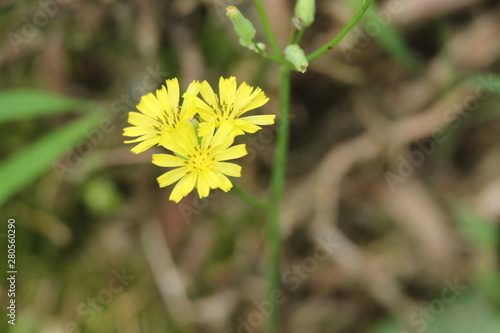 yellow flower in the grass
