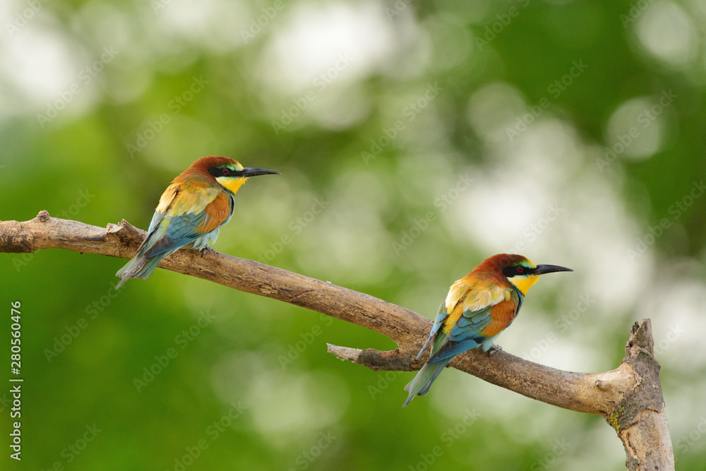 European bee-eater (Merops apiaster) in natural habitat European bee-eater (Merops apiaster) in natural habitat