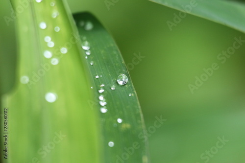 green leaf with water drops