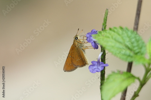 butterfly on a flower