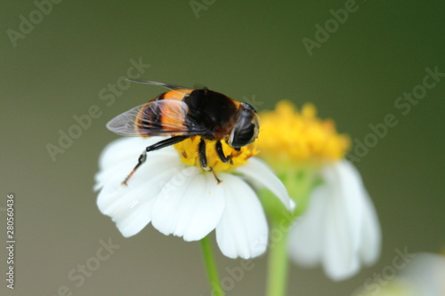 bee on a flower