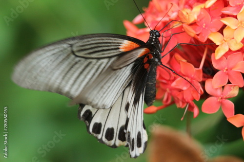 butterfly on flower