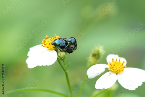 bee on a flower