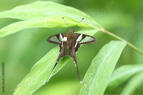 butterfly on a leaf