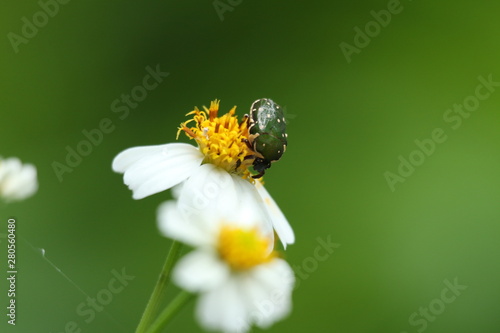 bee on a flower