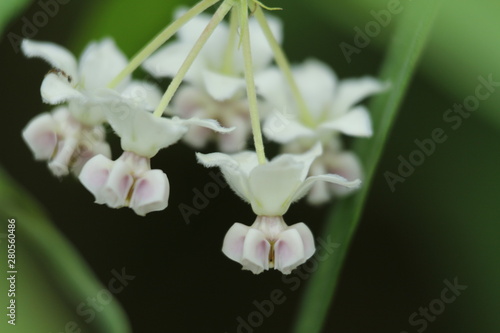 lily of the valley