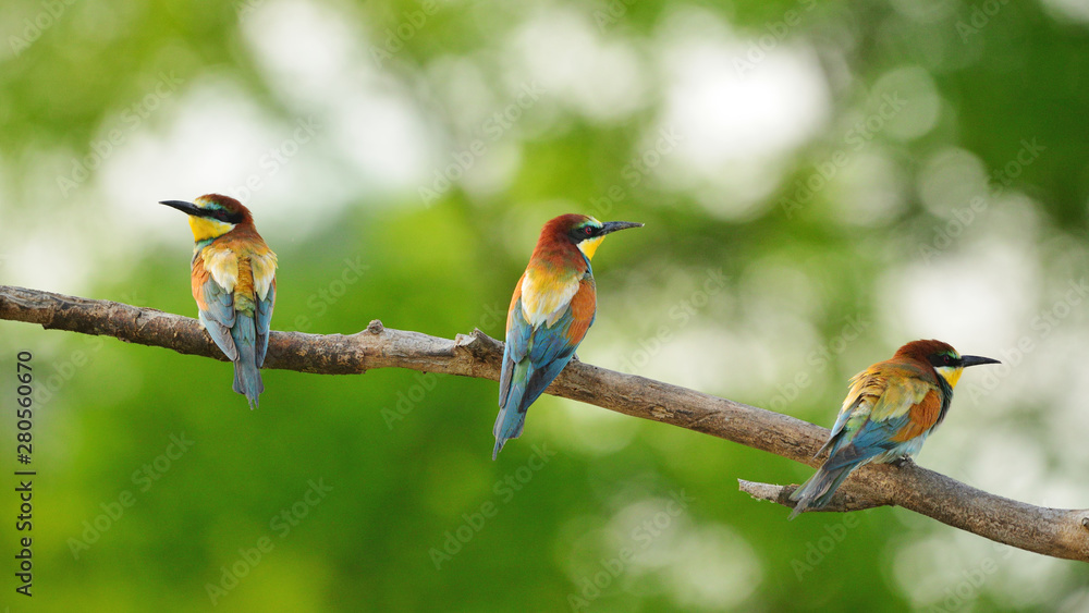 European bee-eater (Merops apiaster) in natural habitat European bee-eater (Merops apiaster) in natural habitat