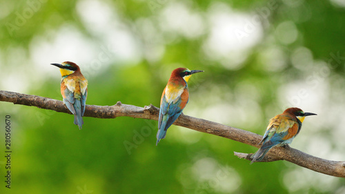 European bee-eater (Merops apiaster) in natural habitat