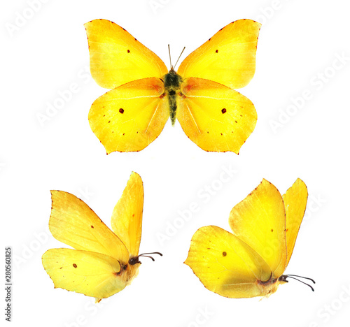 Set - three beautiful yellow butterflies Gonepteryx isolated on white background. Butterfly with spread wings and in flight.