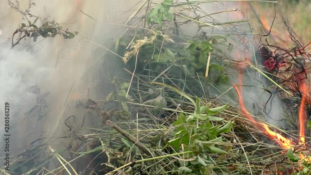 Flame of forest fire burns vegetation. Threat to the flora and fauna of the flame. Flame of forest fire burns vegetation. Threat to the flora and fauna of the flame.