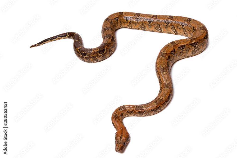 Python is wild snake isolated on white background. Python is wild snake isolated on white background.