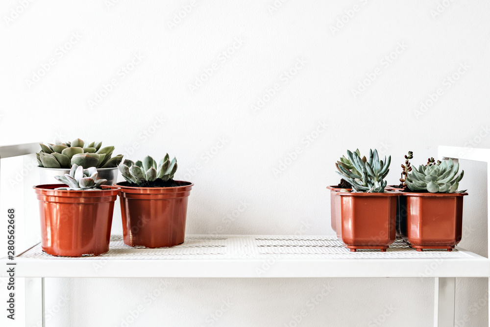 Fototapeta premium House plants in pots on white shelf at home