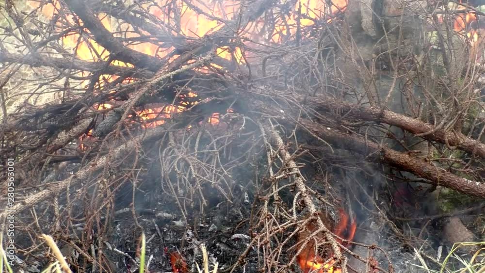 Forest Fire and dense smoke from burning foliage. The threat to the flora and fauna of the flame. Forest Fire and dense smoke from burning foliage. The threat to the flora and fauna of the flame.
