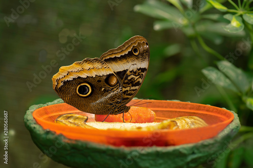 caligo atreus butterfly  photo