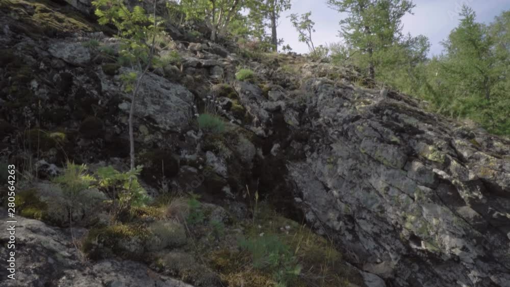 Shooting a rock camera with a stabilizer. A few trees grow on the rock. The stones are covered with moss. Shooting a rock camera with a stabilizer. A few trees grow on the rock. The stones are covered with moss.