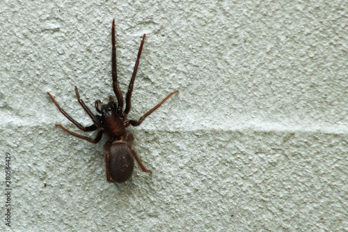 View of an arachnid with its legs extended. Close-up of a black spider laying on gray concrete