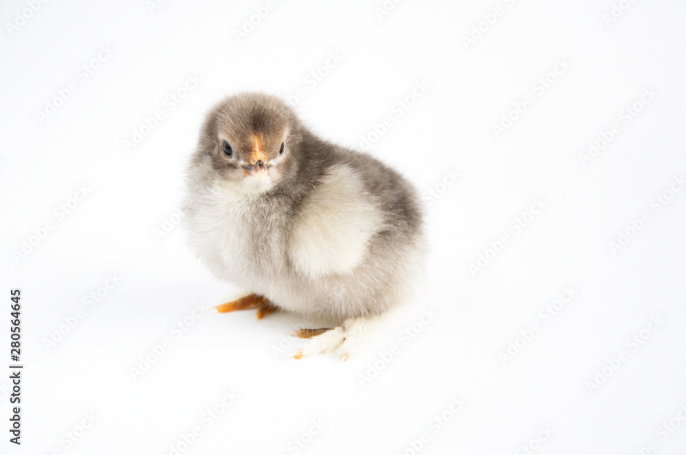 Little chicken on a white table. On a white background. Little chicken on a white table. On a white background.