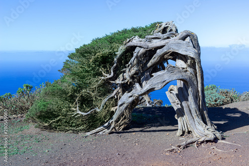 Der berühmte Sabina Wacholderbaum - Wahrzeichen der Insel El Hierro, Kanarische Inseln, Spanien