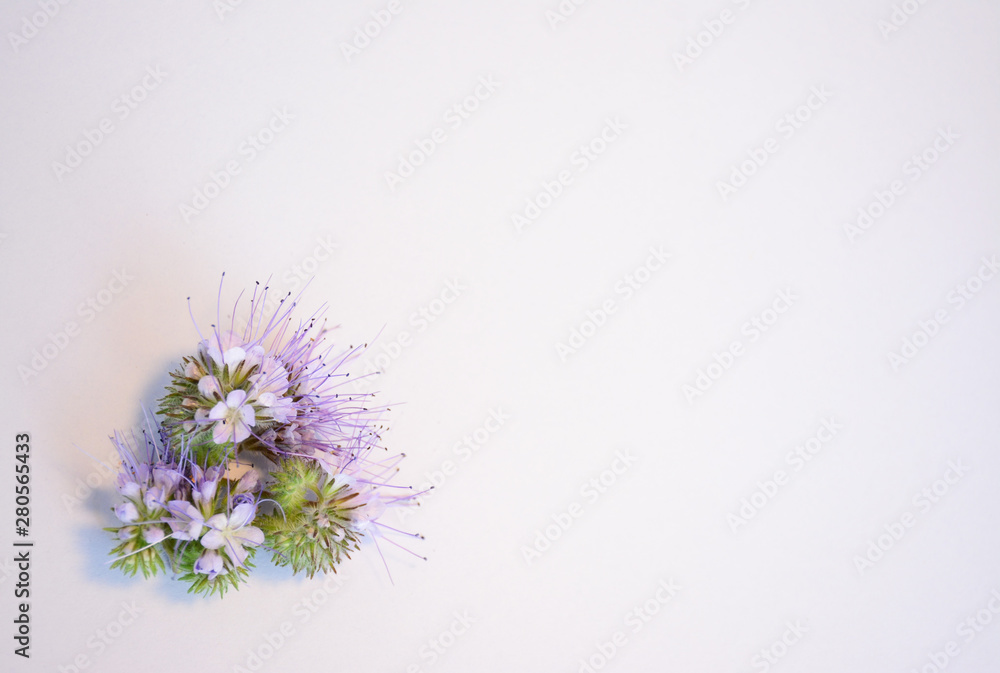 Delicate pale purple flower of phacelia in the left corner of the form on a light background Delicate pale purple flower of phacelia in the left corner of the form on a light background