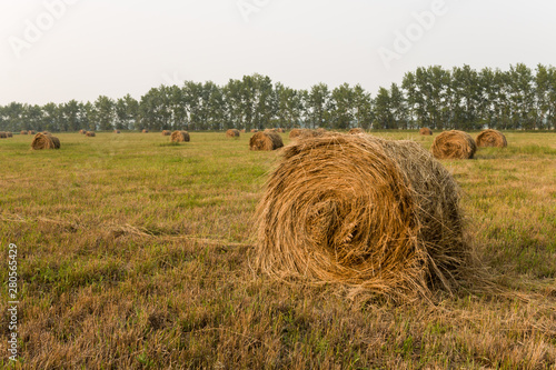 Hay rolls in the field. One roll in the foreground. Yellow field on a summer day