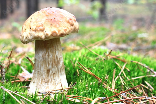 Beautiful mushroom in the autumn forest