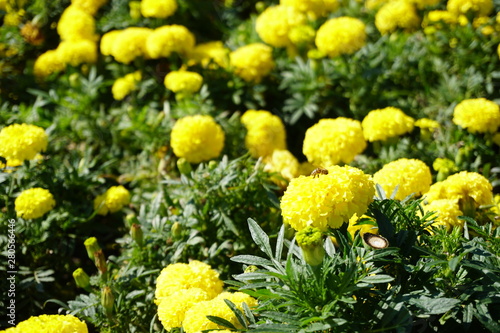 yellow flowers in the garden