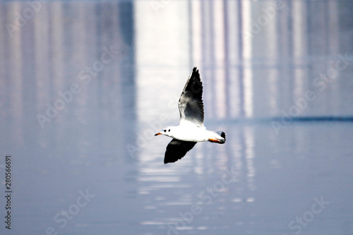 white Indian Bird flying above the lake