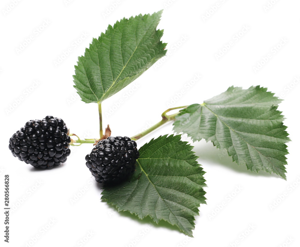 Blackberries with leaves isolated on white background Blackberries with leaves isolated on white background