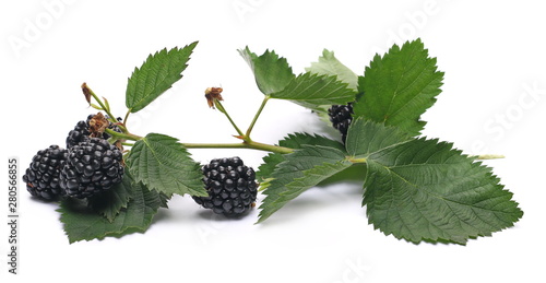 Blackberries with leaves isolated on white background