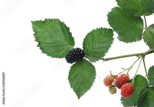 Young unripe blackberries with leaves isolated on white background