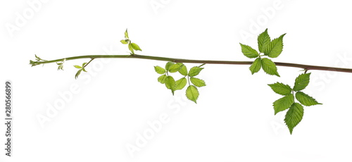 Vine branch  stem with leaves  grapevine isolated on white background