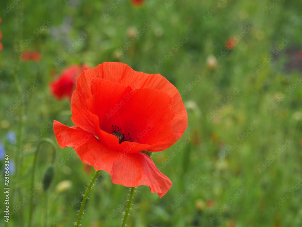 a bright red common poppy flower with buds with a blurred floral summer meadow background a bright red common poppy flower with buds with a blurred floral summer meadow background