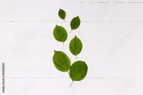 Arrangement of leaves on wooden background