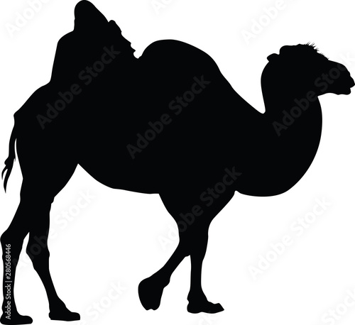 Camel Silhouette