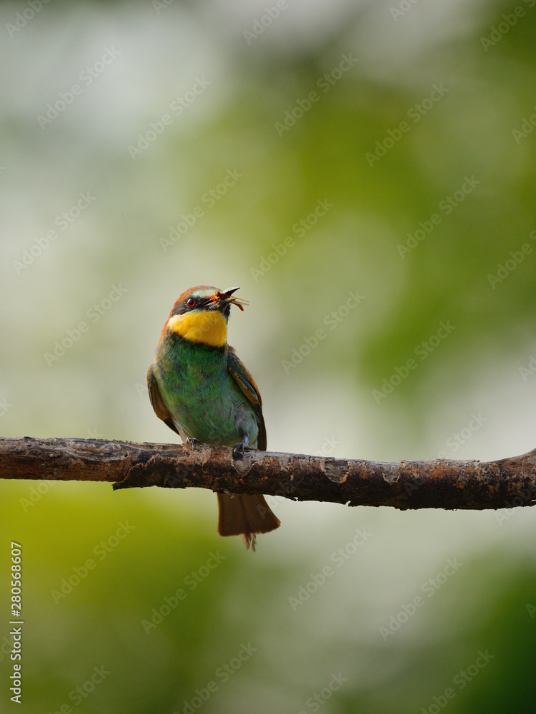 European bee-eater (Merops apiaster) in natural habitat European bee-eater (Merops apiaster) in natural habitat